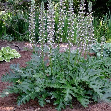 Acanthus mollis – Medveköröm