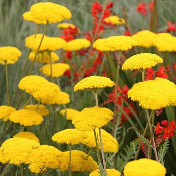 Achillea filipendulina 'Cloth of Gold' – Jószagú cickafark