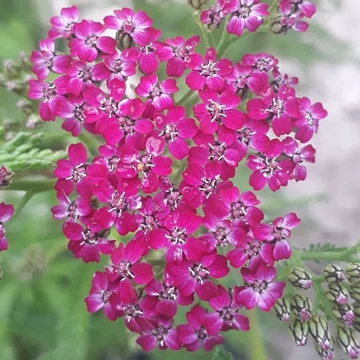 Achillea millefolium 'Cerise Queen' – Cickafark