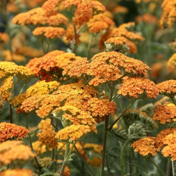 Achillea millefolium 'Terracotta' - Közönséges cickafark