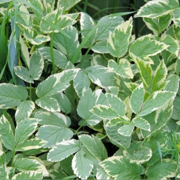 Aegopodium podagraria 'Variegatum' – Tarka levelű podagrafű, köszvényfű