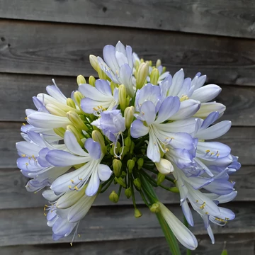 Agapanthus 'Phantom' – Szerelemvirág