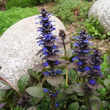 Ajuga reptans 'Atropurpurea' – Indás ínfű