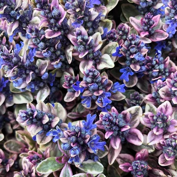 Ajuga tenorii 'Princess Nadia' (syn.: 'Piotrek01') – Indás ínfű