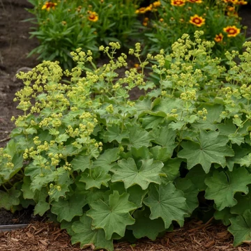 Alchemilla mollis - Lágyszőrű palástfű