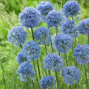 Allium caeruleum – Azúrkék díszhagyma