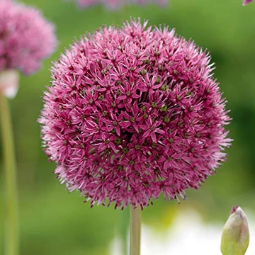 Allium 'Ostara' – Díszhagyma