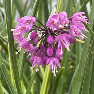 Allium cernuum 'Hidcote' – Díszhagyma
