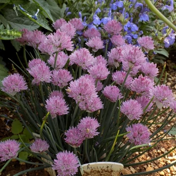 Allium schoenoprasum 'Rising Star' – Metélőhagyma