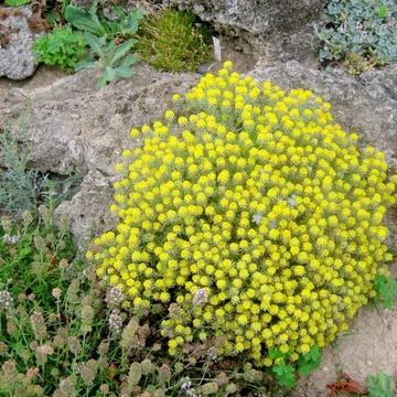 Alyssum saxatile 'Summit' (Aurinia saxatilis) - Szirti ternye