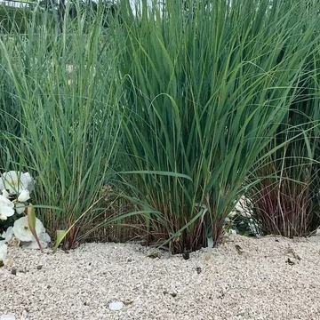 Ammophila breviligulata – Amerikai homoknád, amerikai buckafű