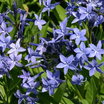 Amsonia 'Blue Ice' – Amzon virág