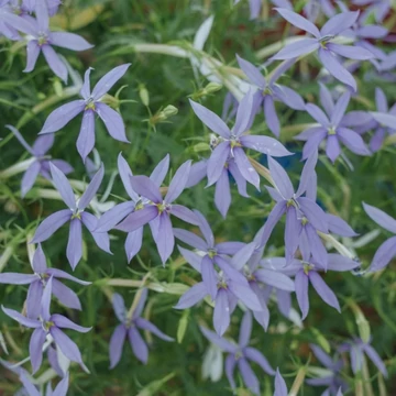Amsonia 'Ernst Pagels' – Amson-virág