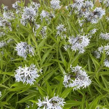 Amsonia illustris – Csillagmeténg