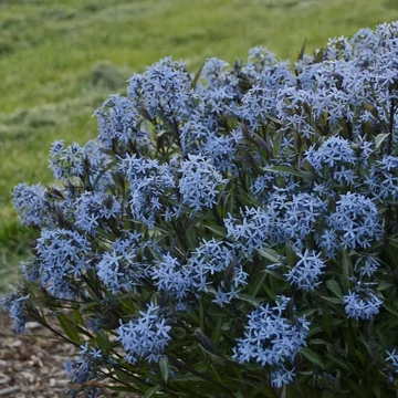Amsonia tabernaemontana var. salicifolia – Fűzlevelű csillagmeténg