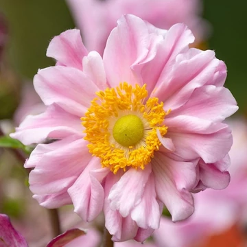 Anemone x hybrida 'Garden Breeze Whirlwind Pink' – Hibrid szellőrózsa