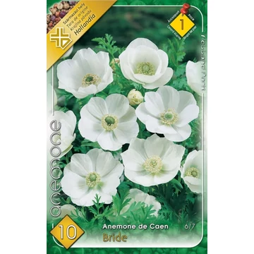 Anemone de Caen 'Bride' - Koronás szellőrózsa