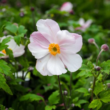 Anemone 'Fantasy Elsa'® – Szellőrózsa