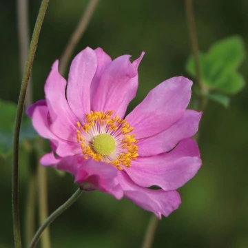 Anemone x hybrida 'Margarete' – Hibrid szellőrózsa