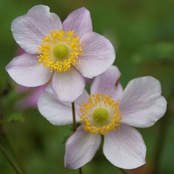 Anemone hupehensis 'Ouvertüre' – Őszi szellőrózsa; kínai szellőrózsa