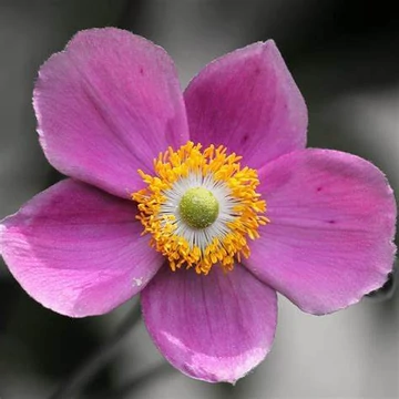 Anemone hupehensis 'Praecox' – Őszi szellőrózsa, kínai szellőrózsa
