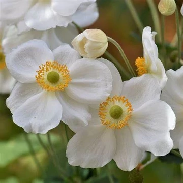Anemone x hybrida 'Andrea Atkinson' – Hibrid szellőrózsa