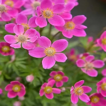 Anemone x lesseri 'Spring Beauty Pink' – Szellőrózsa