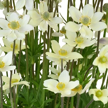 Anemone x lesseri 'Spring Beauty White' – Szellőrózsa