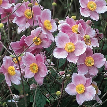 Anemone tomentosa (vitifolia) 'Robustissima' - Szőlőlevelű szellőrózsa (Nepáli szellőrózsa)