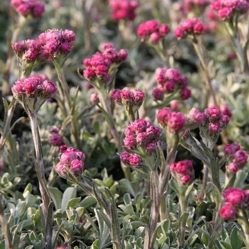 Antennaria dioica 'Alex Duguid' – Parlagi macskatalp