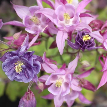 Aquilegia 'Biedermeier' - Harangláb (színkeverék)