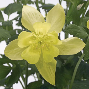 Aquilegia 'Spring Magic Yellow' - Harangláb
