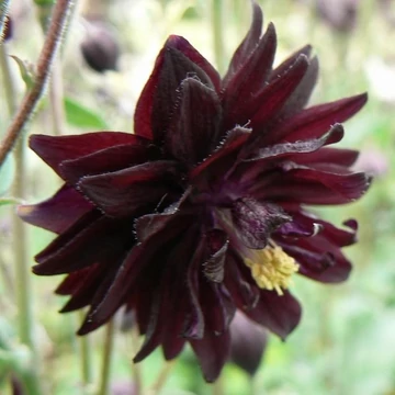 Aquilegia vulgaris 'Black Barlow' – Kerti harangláb