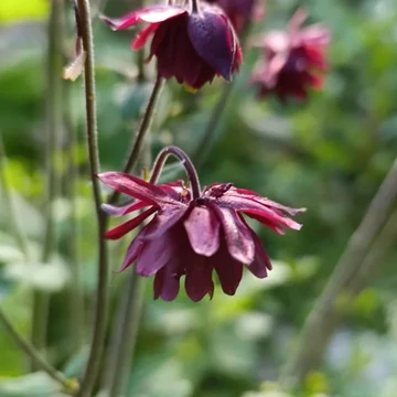 Aquilegia vulgaris 'Bordeaux Barlow' – Kerti harangláb