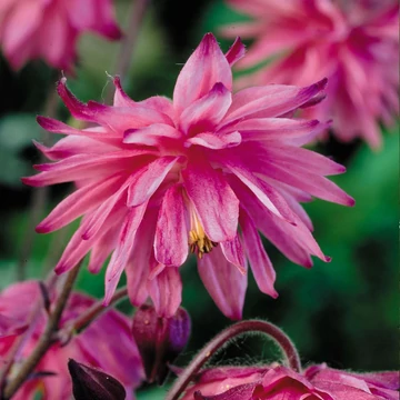 Aquilegia vulgaris 'Rose Barlow' – Kerti harangláb