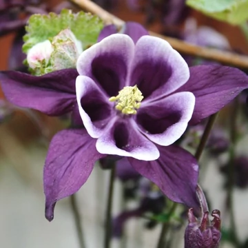 Aquilegia vulgaris 'William Guiness' – Kerti harangláb