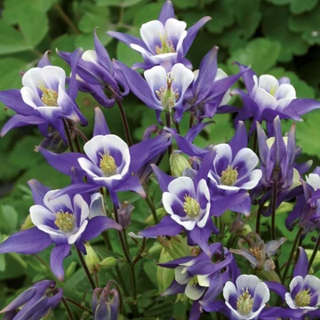 Aquilegia vulgaris 'Winky Blue &amp;amp; White' - Kerti harangláb