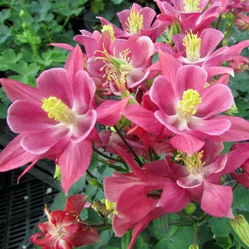 Aquilegia vulgaris 'Winky Rose &amp;amp; Rose' - Harangláb