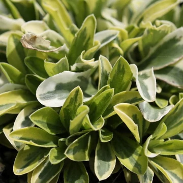 Arabis ferdinandi-coburgii 'Old Gold' - Macedón ikravirág