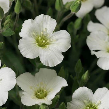 Arenaria montana 'Blizzard Compact' - Hegyi homokhúr
