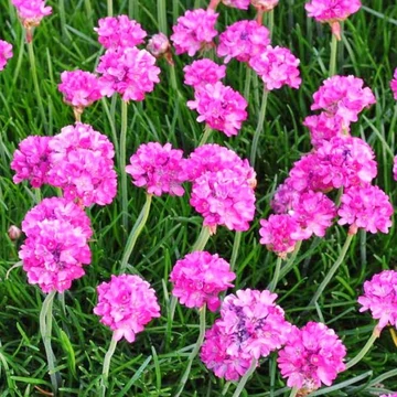 Armeria maritima 'Armada Pink' – Tengerparti pázsitszegfű