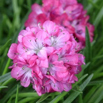 Armeria maritima 'Armada Rose' – Tengerparti pázsitszegfű