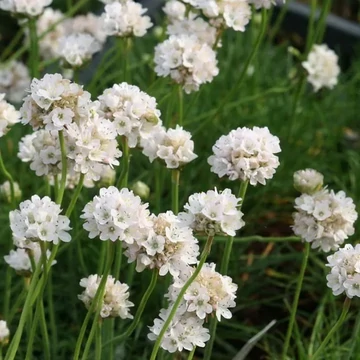 Armeria maritima 'Armada White' – Tengerparti pázsitszegfű