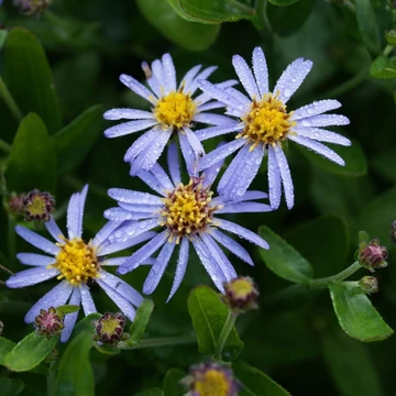 Aster ageratoides var. adustus 'Nanus' - Őszirózsa
