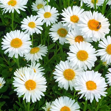 Aster alpinus 'Albus' - Havasi őszirózsa, gerebcsin