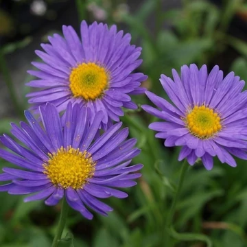 Aster alpinus 'Dunkle Schöne' - Havasi őszirózsa, gerebcsin
