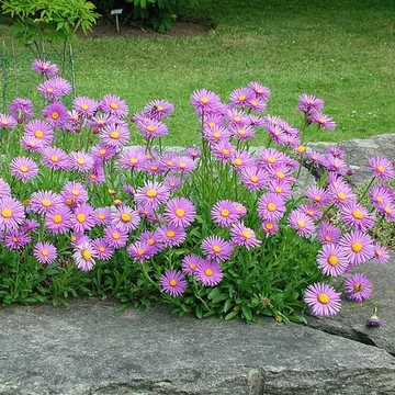 Aster alpinus 'Happy End' - Havasi őszirózsa, gerebcsin