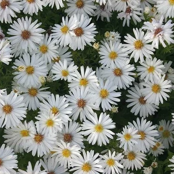 Aster dumosus 'Niobe' – Törpe őszirózsa