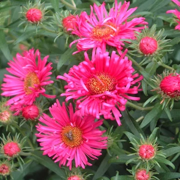 Aster novae-angliae 'Andenken an Alma Pötschke' - Mirigyes őszirózsa
