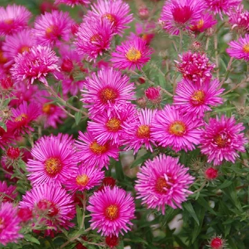 Aster novae-angliae 'Vibrant Dome' - Mirigyes őszirózsa